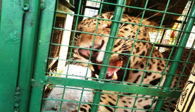 panther rescue