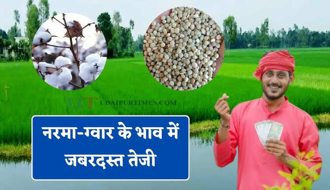 नरमा-ग्वार के भाव में जबरदस्त तेजी, देखें सभी मंडियों के नए दाम