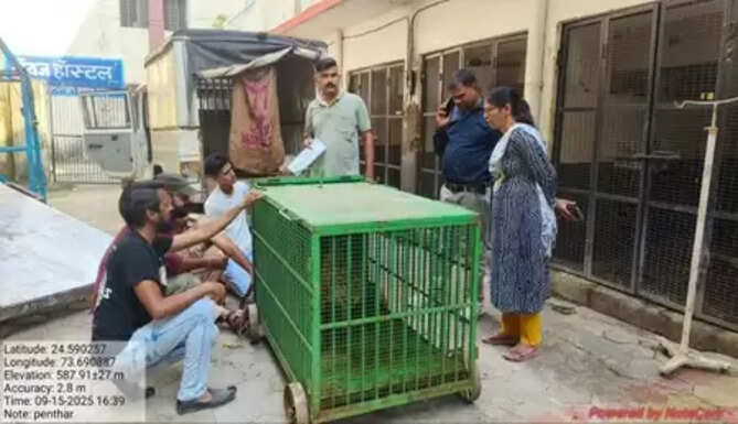 &ldquo;Injured Panther Rescued from Dungarpur &ndash; Treated in Udaipur & Sent to Sajjangarh Biological Park&rdquo;