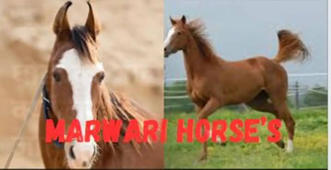 MARWEARI HORSE