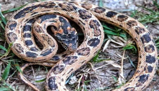 royal headed black snake