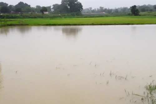 Malfunctioning of Badi lake gates-Fields get flooded with water