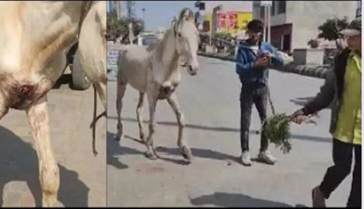 horse rescue