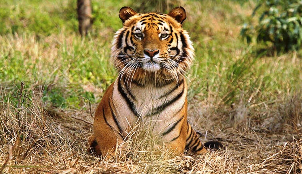 Tiger T-104 likely to be shifted to Sajjangarh Bio-Park