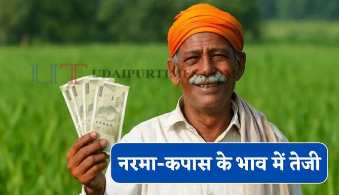 Mandi Bhav : नरमा-कपास के भाव में तेजी, देखें सभी मंडियों के नए रेट