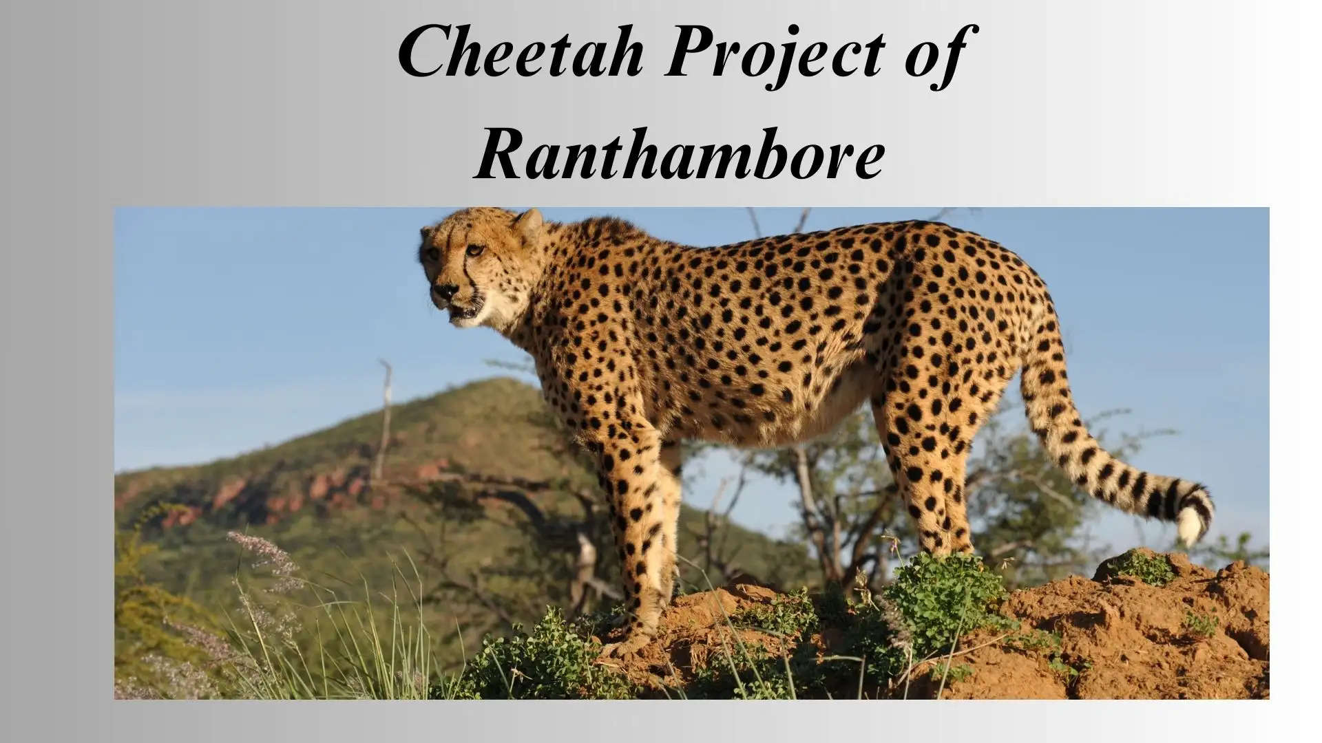 Cheetah Project Ranthambore