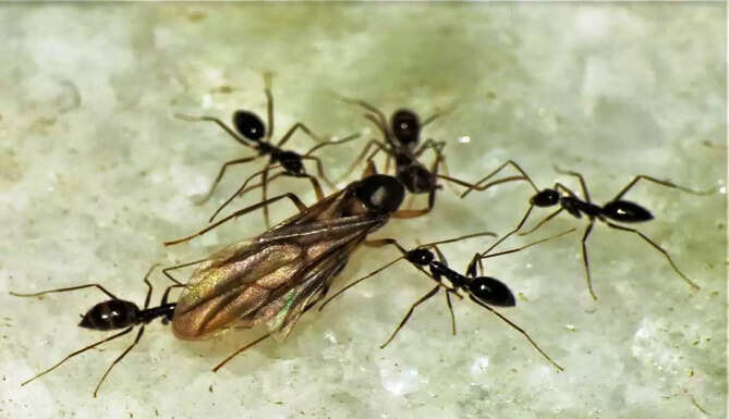 ants