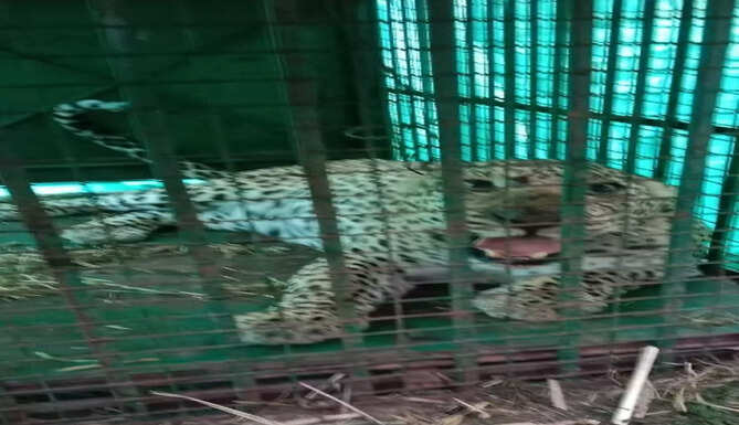 Leopard 2023 Palri