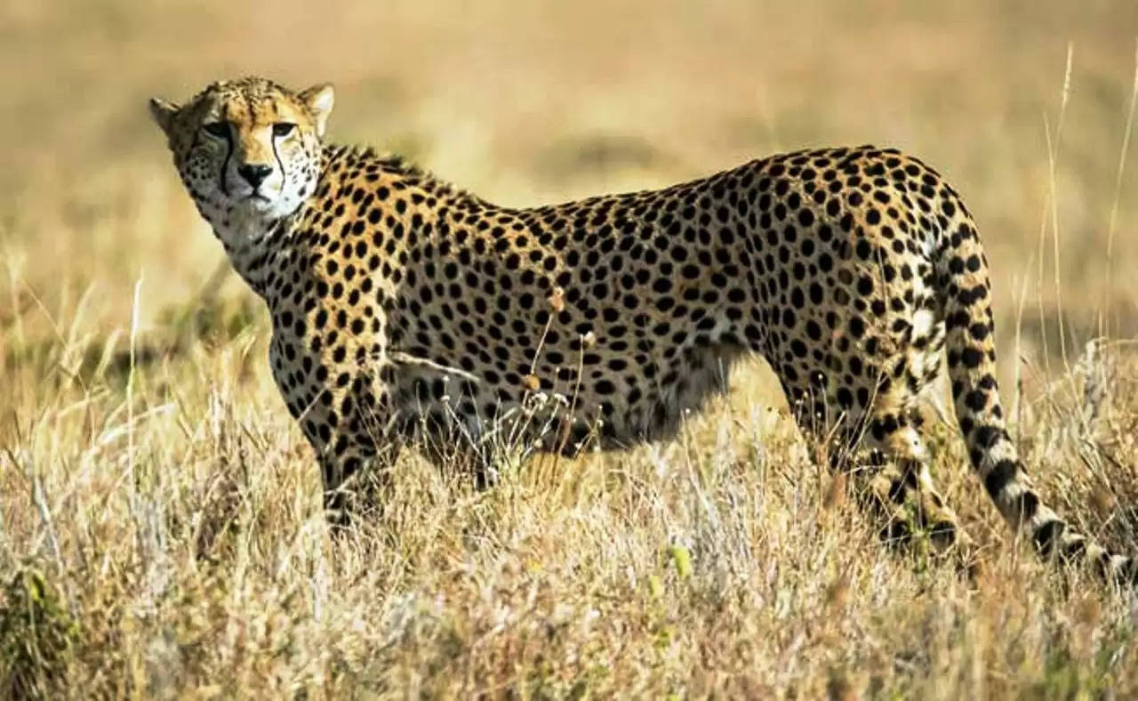 cheetah, wildlife