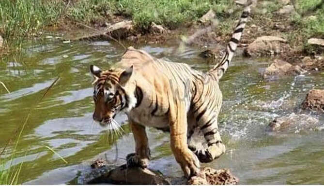 tiger