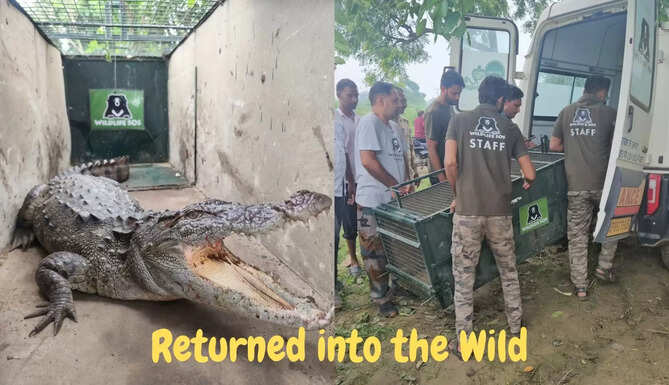Wildlife SOS