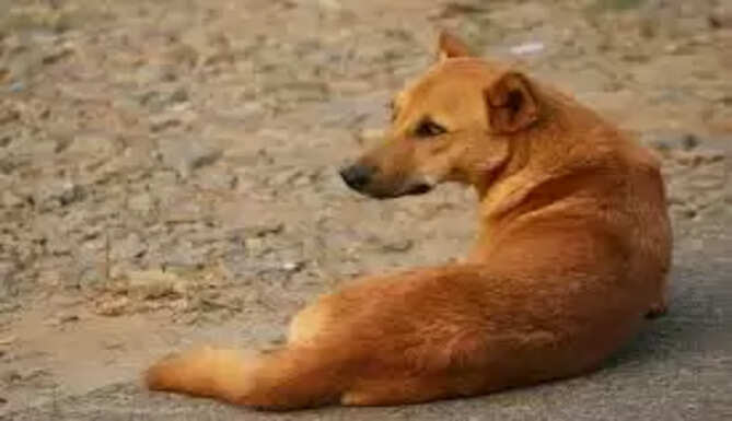 dog