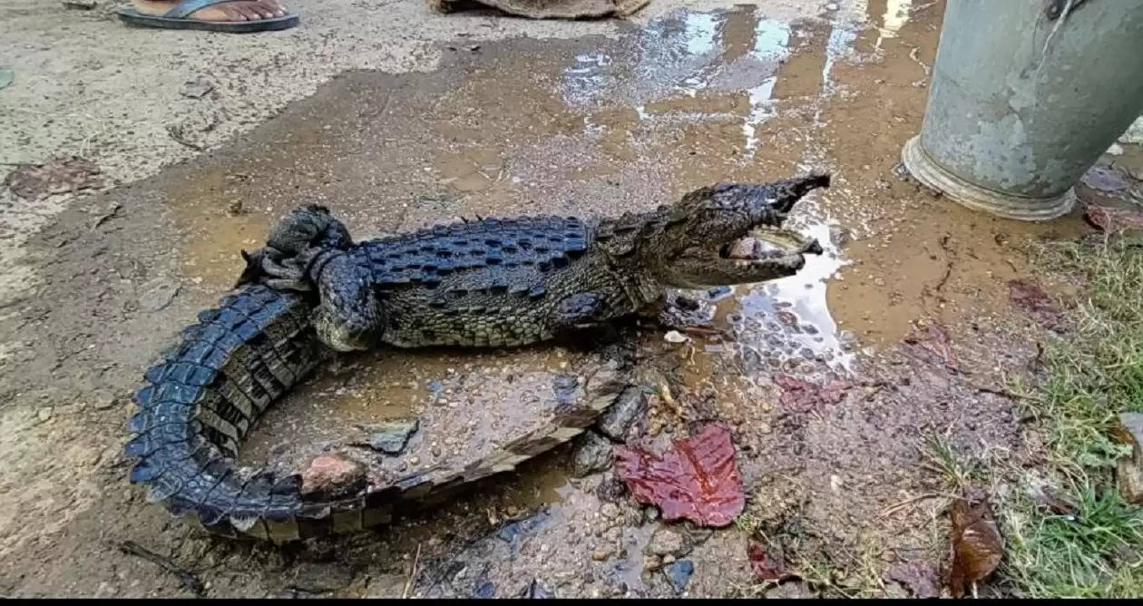 Crocodile rescued