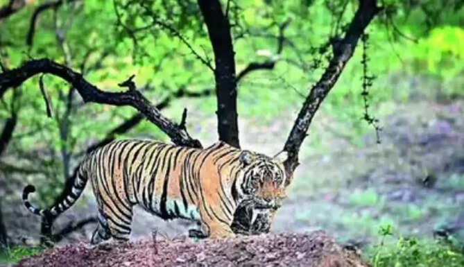 Tigress Riddhi Gave Birth To 3 Cubs