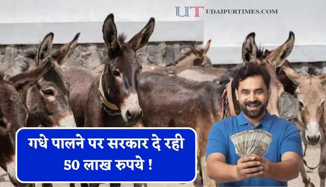 गधे पालने पर सरकार दे रही 50 लाख रुपये ! जाने क्या है स्कीम और कैसे मिलेगा लाभ ?