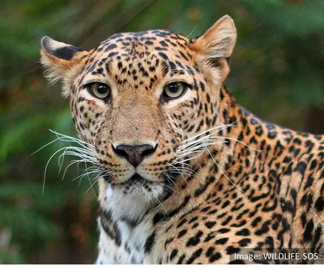 panther leopard with guinea worm infection exist in udaipur