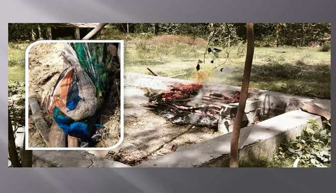 peacock died in gulab bag