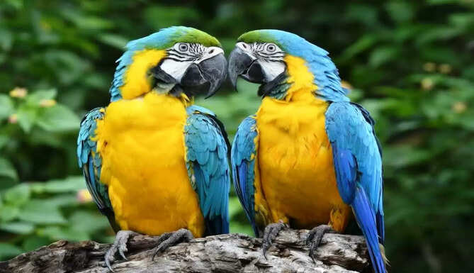 bird park