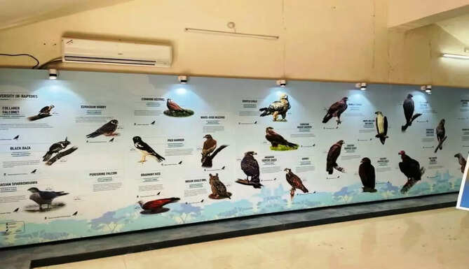 wings of wonder