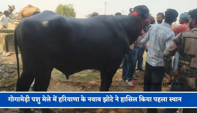 गोगामेड़ी पशु मेले में हरियाणा के नवाब झोटे ने हासिल किया पहला स्थान, जाने कितनी लग चुकी कीमत ? &nbsp;