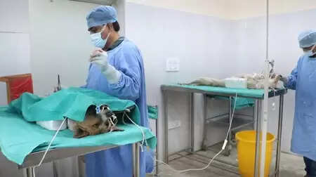 Udaipur Commissioner Enforces Strict Dog Sterilization & Feeding Point Plan