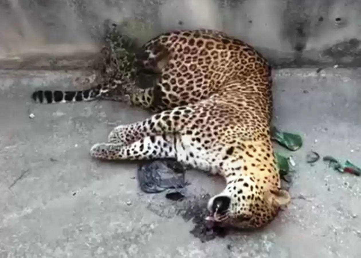 leopard killed in accident