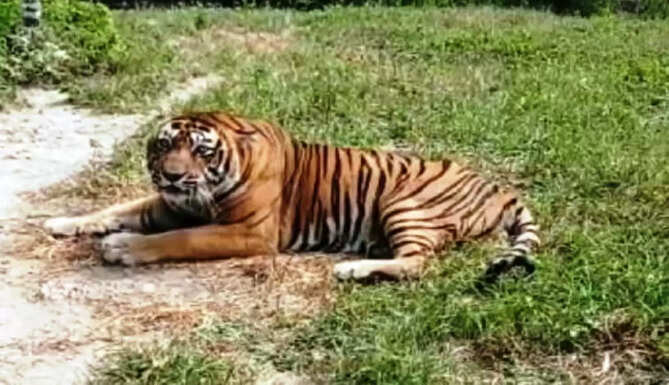 t 24