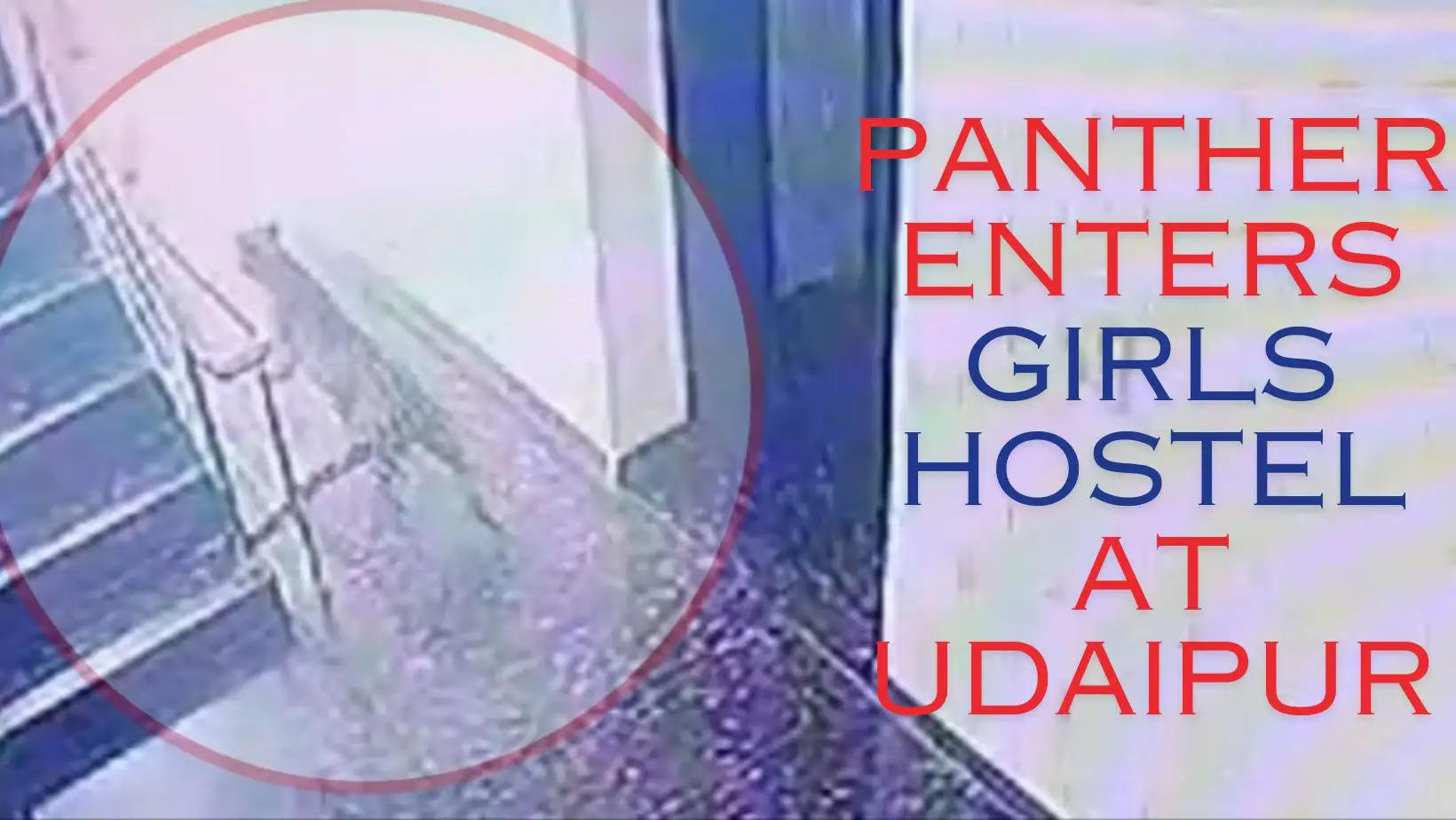 Panther sighted at Udaipur Parmatma GIrls Hostel