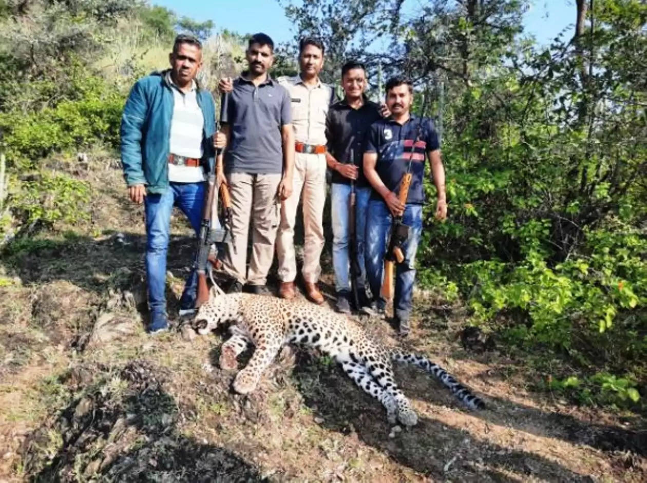 leopard shot dead