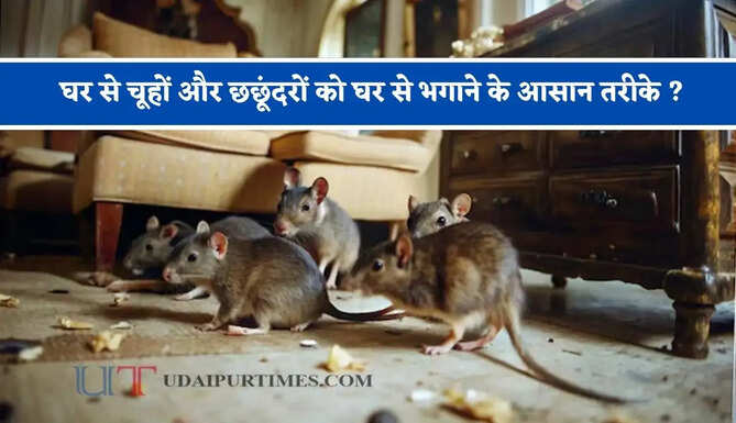 घर से चूहों और छछूंदरों को घर से भगाने के आसान तरीके ? आज ही अपनाएं ये रामबाण उपाय