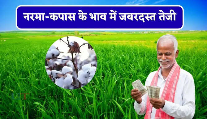 नरमा-कपास के भाव में जबरदस्त तेजी, देखें सभी मंडियों के नए रेट