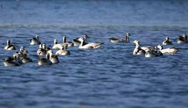 migrant birds in menar