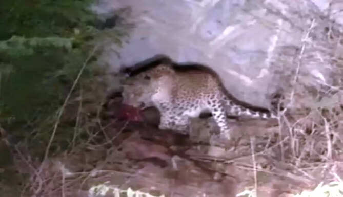 leopard