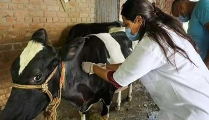 Rajasthan govt aid to lumpy disease
