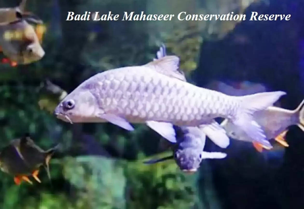 Badi Lake Mahaseer Conservation