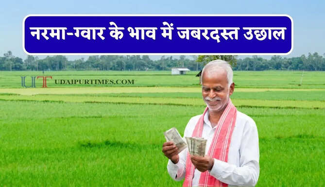नरमा-ग्वार के भाव में जबरदस्त उछाल, देखें सभी मंडियों के नए रेट&nbsp;