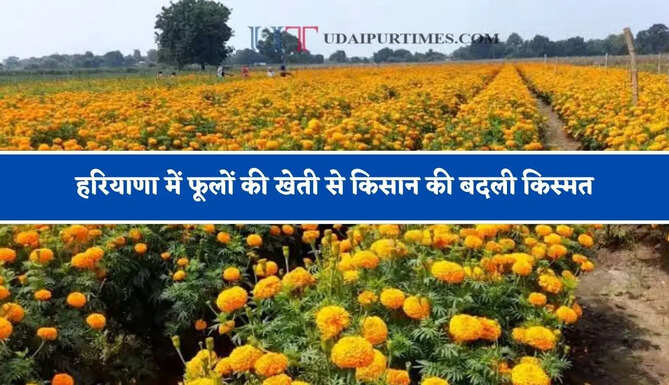 हरियाणा में फूलों की खेती से किसान की बदली किस्मत, एक एकड़ से अब हो रही&nbsp;लाखों में कमाई&nbsp;