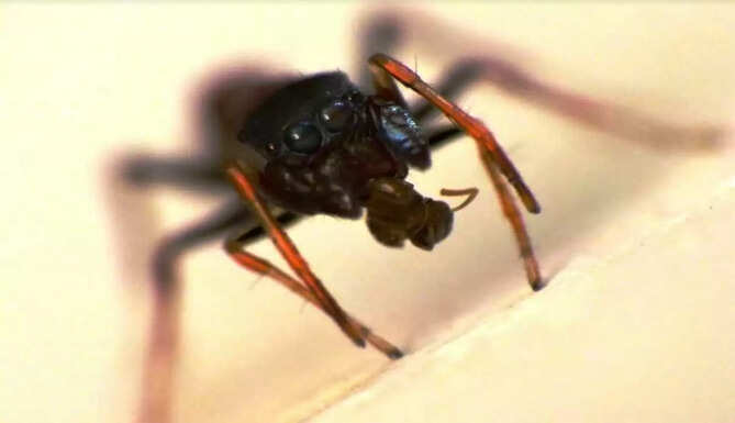 makadiyan
