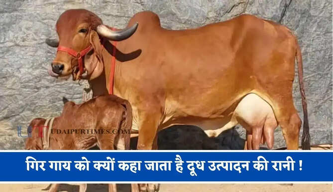 गिर गाय को क्यों कहा जाता है दूध उत्पादन की रानी ! विदेशों में भी है इसकी खूब डिमांड