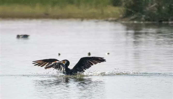 nature conservation