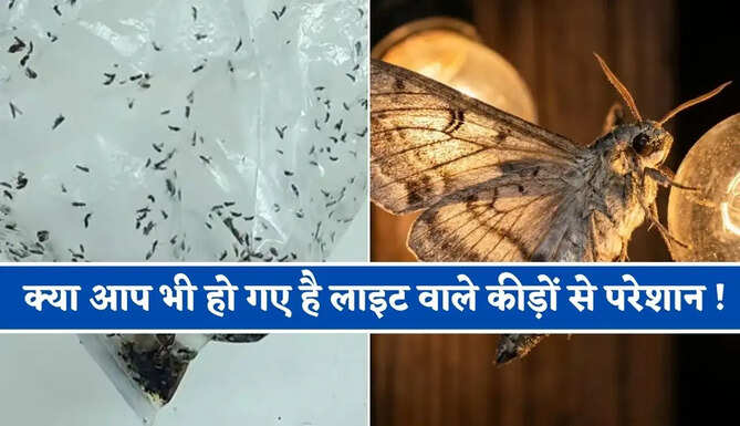 क्या आप भी हो गए है लाइट वाले कीड़ों से परेशान ! बिना किसी महंगे केमिकल और स्प्रे के ऐसे भगाए घर से बाहर&nbsp;