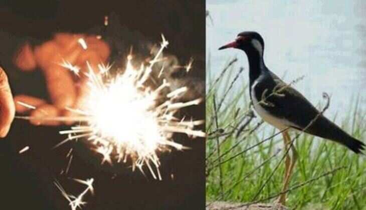 नव वर्ष का करे स्वागत - परिंदों को नही पंहुचायें आघात