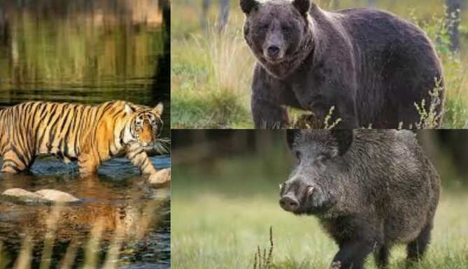 Leopard Conservation Reserve at Amarkhaji