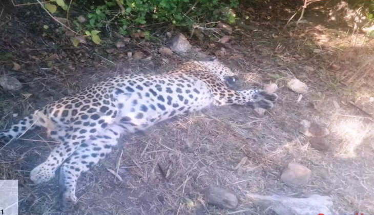 leopard found died