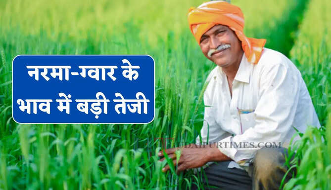 Mandi Bhav : नरमा-ग्वार के भाव में बड़ी तेजी, देखें सभी मंडियों के नए रेट