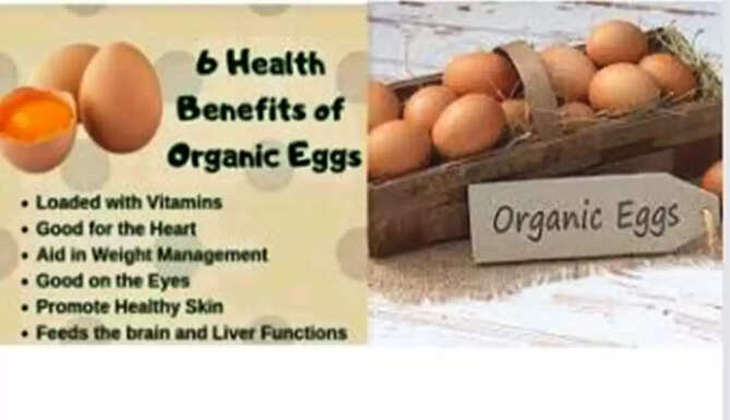 organic eggs udaipur