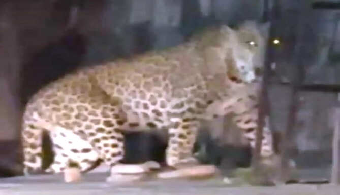 panther seen in badgaon