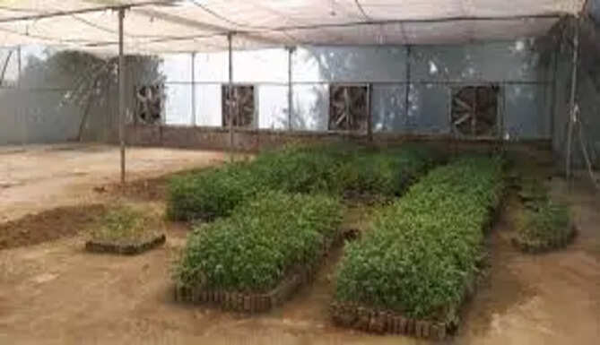 Neem Plants at Kalka Mata Nursery 
