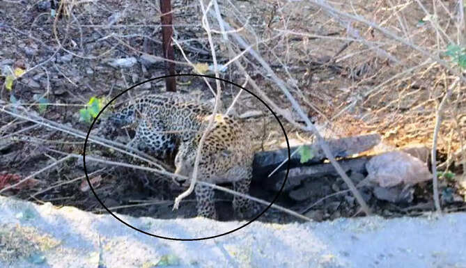 panther at sisarma