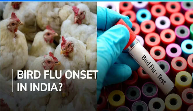 bird flu